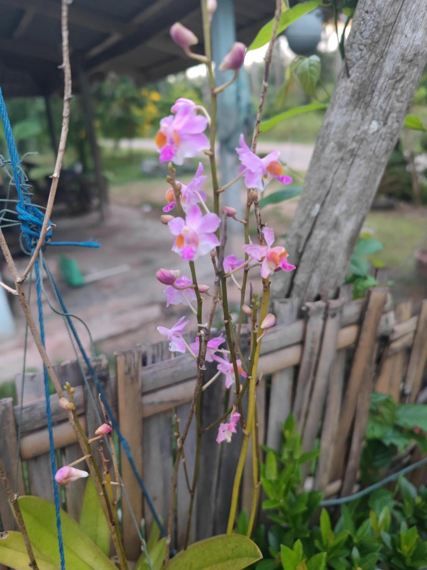 The Secret Garden Homestay Koh Yao Yai Ko Yao Kültér fotó