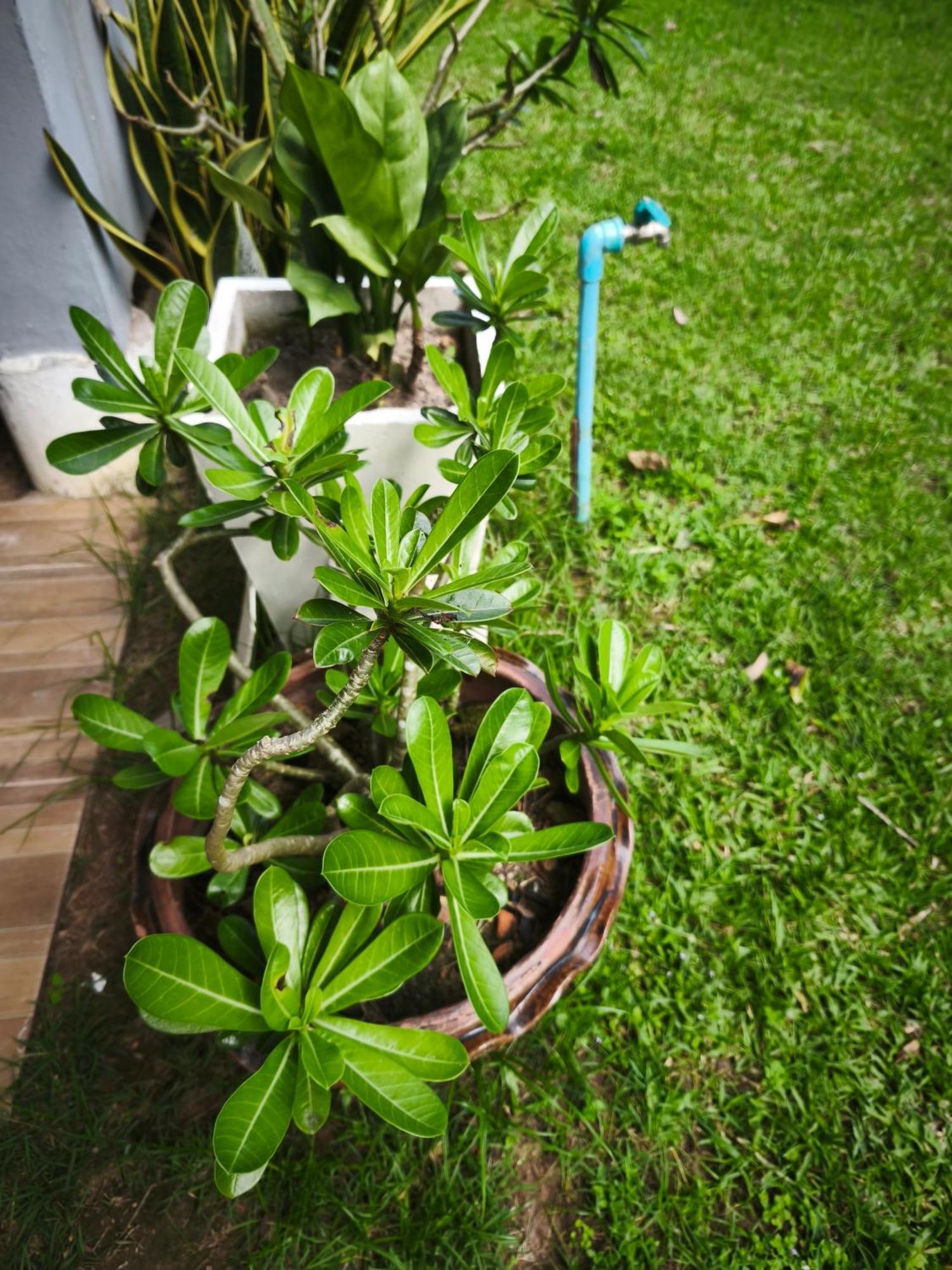 The Secret Garden Homestay Koh Yao Yai Ko Yao Kültér fotó