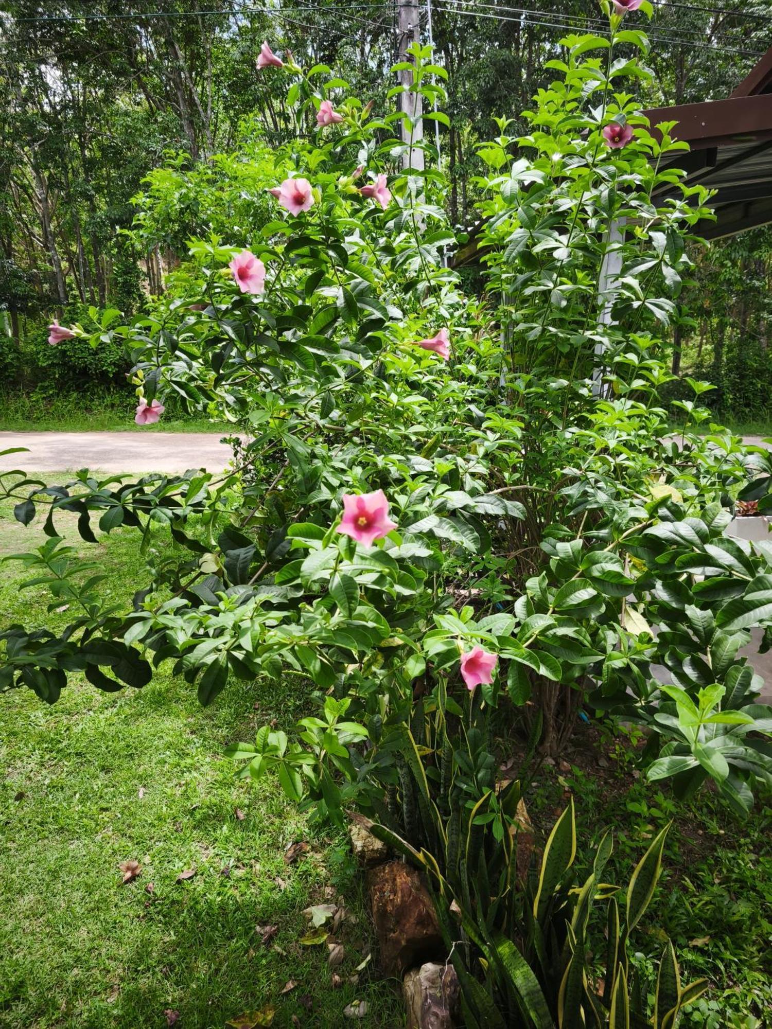The Secret Garden Homestay Koh Yao Yai Ko Yao Kültér fotó